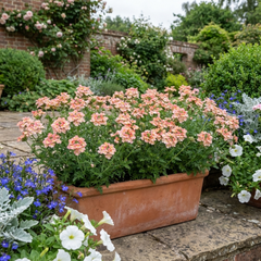 Verbena Magelana Peach Trailing Plants, Summer Bedding Flowers, Hanging Basket & Garden Ready, 10.5cm Root Ball
