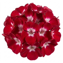 1 Geranium Calliope M Red Splash, Hardy Outdoor Summer Flowering Patio Plant, 5 Litre Root-Ball