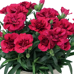 Carnation Oscar | 3 or 6 1L Pots