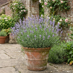 1 Large Plant - Lavender Hidcote Light Blue, Outdoor Garden Ready, 2L Pot