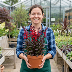 Lobelia Starship Bronze Leaf Upright Hardy Perennial Plants, Garden Ready, 1 Litre Root Ball