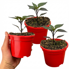 Set of 3 or 6 Large Chilli Pepper Plants - Zimbabwe Black, Ready to Plant in Your Garden