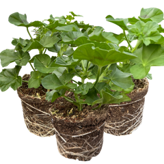 Set of 3 or 6 Large Plants - Geranium Tornado Pink, Ready to Plant in Your Garden