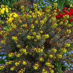 Euphorbia Purpurea | 2L Pot