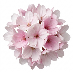Saxifrage Ice Colours Appleblossom Plants, Hardy Alpine Rock Garden Perennial, Outdoor Garden Ready, 1 Litre Root-Ball