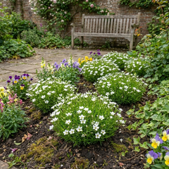 Arenaria Ronda, Ready to Plant in Your Garden, 1L