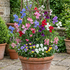 Sweet Pea Growers Colour Mix, 10.5 cm