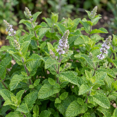Moroccan Mint Herb Plants, Fresh Hardy Peppermint for Tea & Cooking, 1 Litre Root Ball