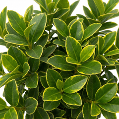 Ligustrum Muster Privet Hedging Plant, Fast Growing Evergreen Privacy Hedge, 19cm/3L Root Ball