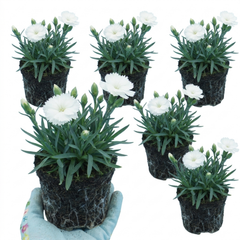 Set of 3 or 6 Large Plants - Dianthus Oscar White, Outdoor Garden Ready