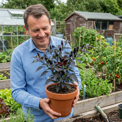Set of 3 or 6 Large Chilli Pepper Plants - Zimbabwe Black, Ready to Plant in Your Garden