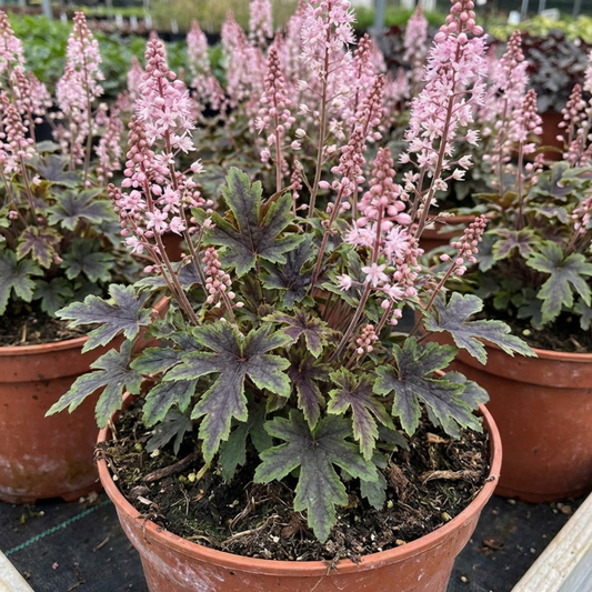 1 Tiarella Pink Skyrocket Plant, Hardy Foam Flower Perennial for Shade Gardens, 2 Litre Root-Ball