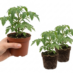 Set of 3 or 6 Large Plants - Tomato Veranda Red Variety, Ready to Plant in Your Garden