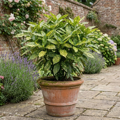1 Large Plant - Aucuba Golden King, Ready to Plant in Your Garden, 7.5L Pot
