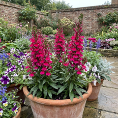 Lobelia Starship Deep Rose Upright Hardy Perennial Plants, Summer Garden Ready, 1 Litre Root Ball