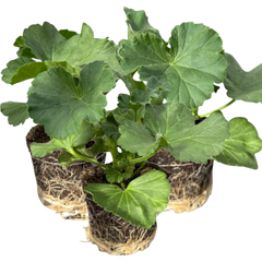 Geranium Toscana Anne | 3 or 6 1L Pots