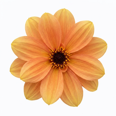 1 Large Plant - Dahlia Dahlegria Sunrise, Ready to Plant in Your Garden, 3L Pot