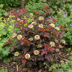 1 Physocarpus Raspberry Lemonade Ninebark Plant, Hardy Flowering Shrub, 3 Litre Root Ball