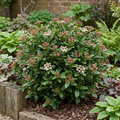 Viburnum Tinus Evergreen Hedge Plant, Hardy Outdoor Garden Ready, 7.5L Root Ball