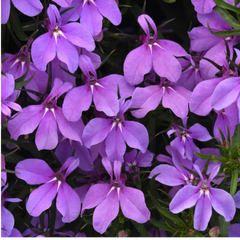 Lobelia Springs Lavender | 3 or 6 1L Pots
