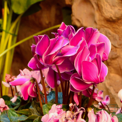 Cyclamen Bicolour Pink Flame | 3 or 6 1L Pots