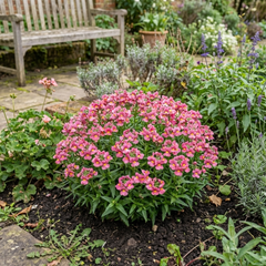 Nemesia Nuvo Rose, Ready to Plant in Your Garden