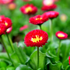 Bellis Red | 3 or 6 1L Pots