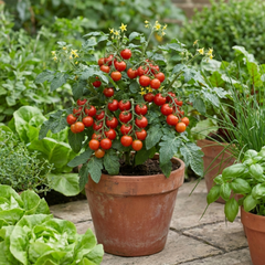 Set of 3 or 6 Large Plants - Tomato Losetto Variety, Ready to Plant in Your Garden, 10.5 cm