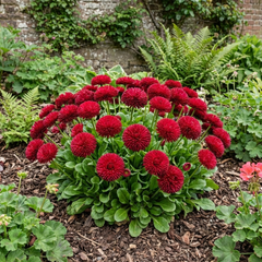 Bellis Habanera Red Hardy English Daisy Plant, Outdoor Garden Ready, 2 Litre Root Ball