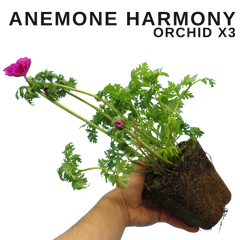 Anemone ‘Harmony Orchid’, Ready to Plant in Your Garden