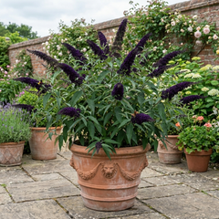 Buddleia Black Knight Plant, Purple Butterfly Bush, Hardy Outdoor Garden Shrub, 2L Root-Ball