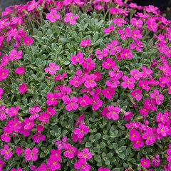 Aubrieta Florado Neon Pink, Ready to Plant in Your Garden, 1L