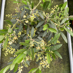 Mini Olive Tree | 2L Pot