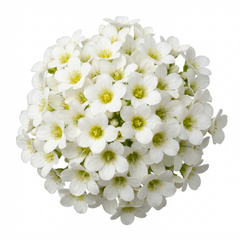 Saxifrage Ice Colours Pearl White Plants, Hardy Alpine Evergreen Ground Cover Perennial, Outdoor Garden Ready, 1 Litre Root-Ball