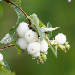 Symphoricarpos Magical Galaxy | 3L Pot