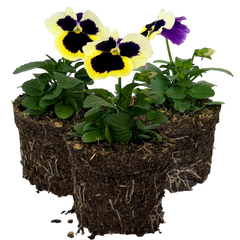 Upright Pansy Delta Pro Violet and White | 3 or 6 1L Pots