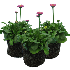 Bellis Rose | 3 or 6 1L Pots