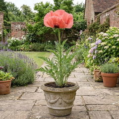 1 Oriental Papaver Paradiso Hardy Perennial Poppy Plant, Outdoor Garden Ready, 3 Litre Root-Ball