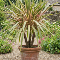 Cordyline Eurostripe | Large 3L Pot
