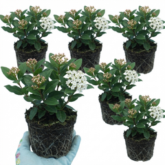 Viburnum Tinus Evergreen Privacy Hedge Plants, Hardy Winter Flowering Garden Shrub, Outdoor Garden Ready, 1 Litre Root-Ball