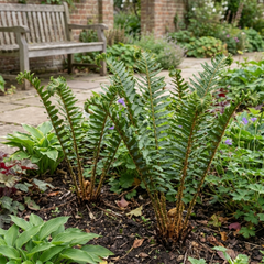 Scaly Male Fern Dryopteris Cristata Plants, Hardy Evergreen Perennial, 1 Litre Root-Ball