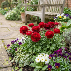 Ranunculus Vortex Red Persian Buttercup Plants, Spring & Autumn Flowering, Outdoor Garden Ready, 1 Litre Root-Ball