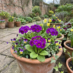 Primrose ‘Queen Neon Violet’ Hardy Perennial Plants, Bee Friendly Spring Flowering, Outdoor Garden Ready, 1 Litre Root-Ball