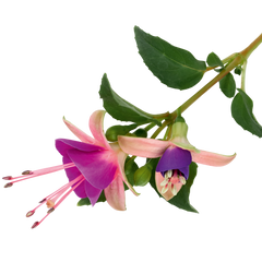 Fuchsia Diva Light Pink and Purple | 3 or 6 1L Pots