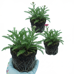 Set of 3 or 6 Achillea Millefolium Cerise Queen Plants, Hardy Pink Yarrow, Summer Flowering Perennial, Outdoor Garden Ready, 1 Litre / 11cm Root-Ball