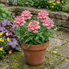 Nemesia Nuvo Rose, Ready to Plant in Your Garden