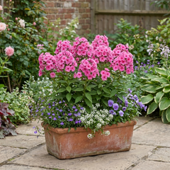 Set of 3 or 6 Phlox ‘Fabulous Rose’ Hardy Perennial Plants, Fragrant, Bee Friendly, Summer Flowering, Outdoor Garden Ready, 1 Litre Root-Ball