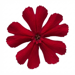 Set of 3 or 6 Lychnis Atrosanguinea ‘Rose Campion’ Hardy Cottage Garden Perennial Plants, Summer Flowering, Outdoor Garden Ready, 1 Litre Root-Ball