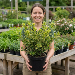 Ligustrum Muster Privet Hedging Plant, Fast Growing Evergreen Privacy Hedge, 19cm/3L Root Ball