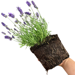 Lavender Light Blue | 2L Pot